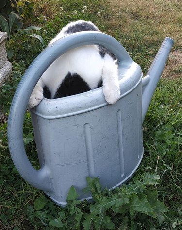 cat sticks head into water can.