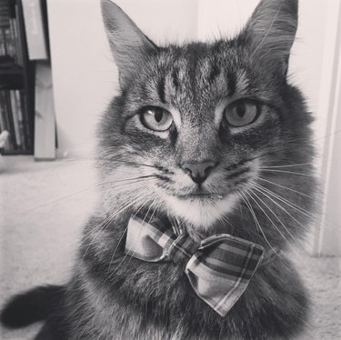 fancy cat in bowtie