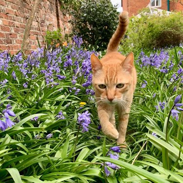 orange cat slinking through bluebells.