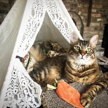 cat camps in tent