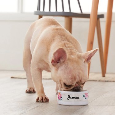 Dog eating out of small personalized ceramic food bowl.