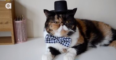 cat with top hat and bowtie