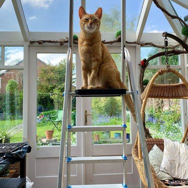 cat on a ladder in a greenhouse.
