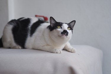 cat with awesome mustache