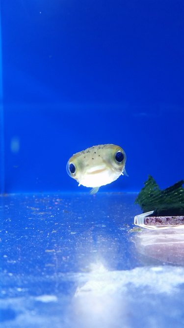 A cute puffer fish looking at the camera.