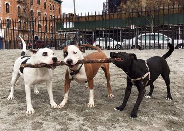 three dogs holding one stick