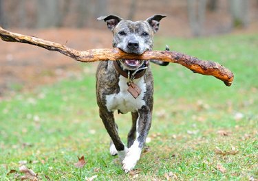happy dog carrying big stick