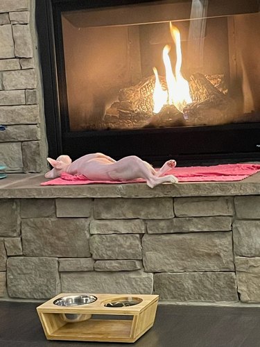 hairless cat sleeps next to fireplace.