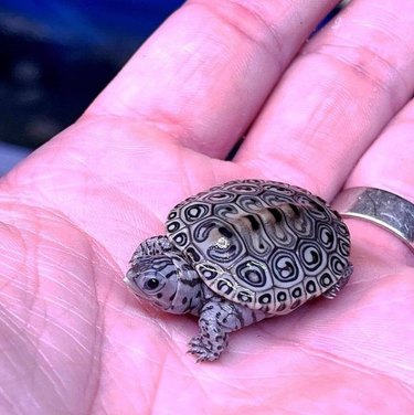 A little baby tortoise in the palm of someone's hand