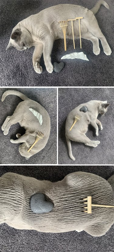 Grey cat with its fur combed by miniature Zen garden rakes