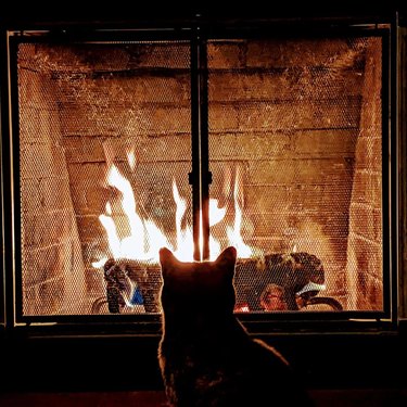 cat stares at flickering flames in a fireplace.