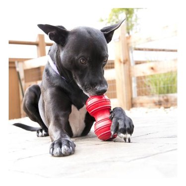 A black dog chewing on a red KONG Dental Dog Toy