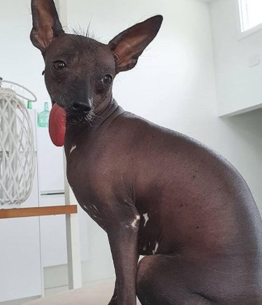 A hairless dog with its tongue sticking out.