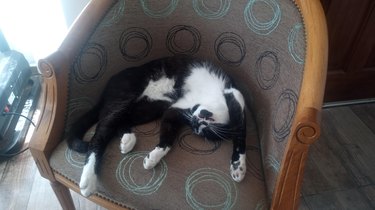 cat stretched out on a chair