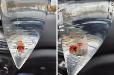 Goldfish with dark marks above its eyes resembling angry eyebrows