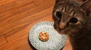 cat and cat sized waffle
