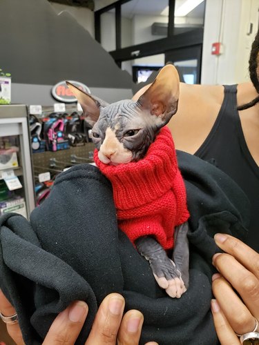 A sphinx kitten in a red turtleneck sweater.