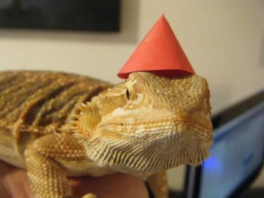 A bearded dragon in a little red party hat.