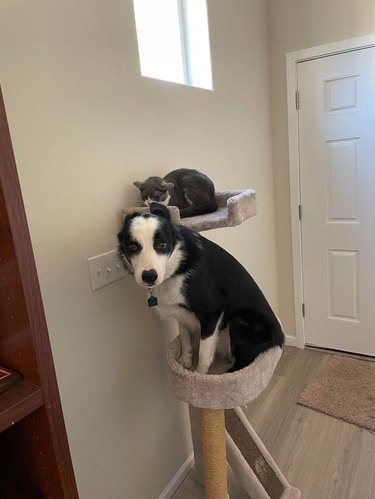 Dog sitting in cat tree