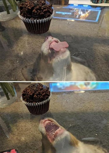 Dog underneath glass table trying to lick muffin on top of table
