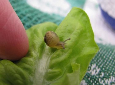 A teeny baby snail on a piece of lettuce.