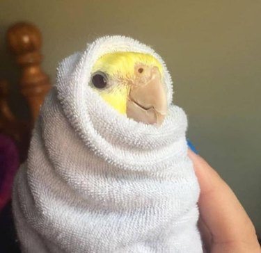 A cockatiel wrapped in a white towel with just their face poking out.