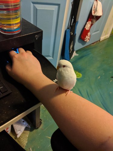 A small white bird perched on someone's wrist as they use a computer.