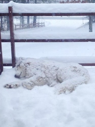 husky dog sleeping in snow