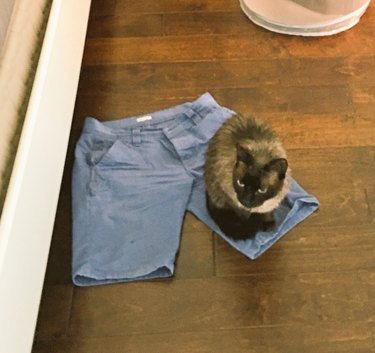 Wet cat sitting on jeans shorts.