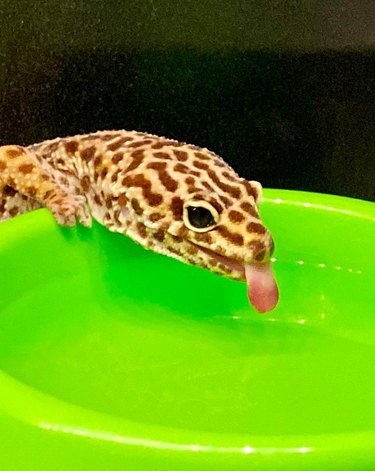 A leopard gecko drinking water.