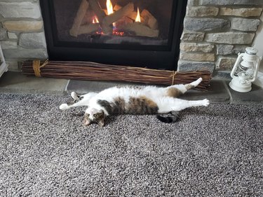 cat stretches out in front of fireplace.