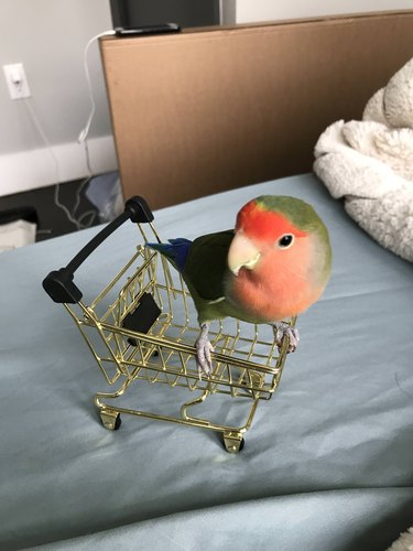 A green and red lovebird perched on a tiny shopping cart.