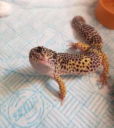 A cute leopard gecko smiles at the camera.