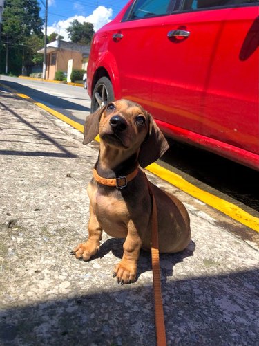 Puppy on a leash sitting in the sun