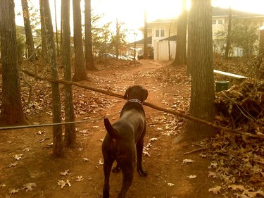 dog tries to figure out how to carry big stick