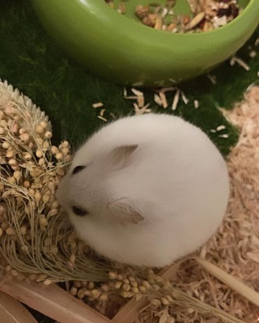 White chinchilla photographed from above