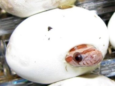 A little baby snake hatching from an egg
