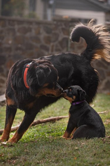 Adult Rottweiler touching noses with Rottweiler puppy