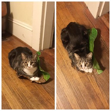 Cat lying on a fig leaf instead of a bed