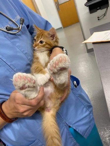 Vet tech showing off polydactyl kitten's back paws