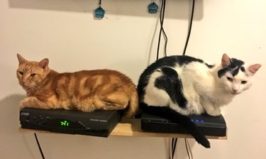 Cats sitting on top of a DVD player and internet router.