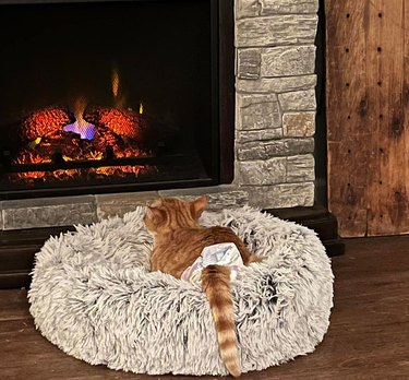 orange cat in a bed marvels at fireplace.
