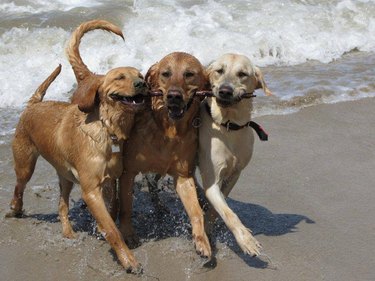 three dogs carrying one stick