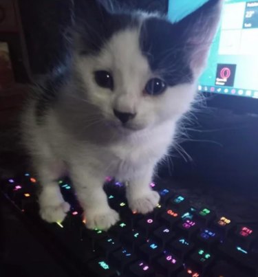 Kitten standing on laptop keyboard