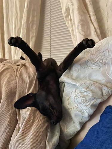 Puppy sleeping upside down