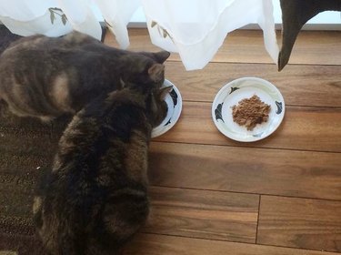 Two cats eating from the same plate.