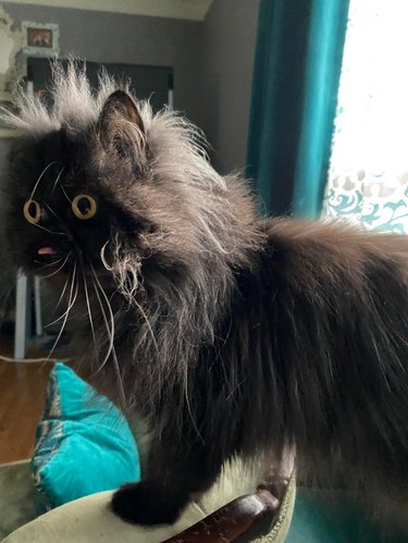 Fluffy cat with tongue sticking out