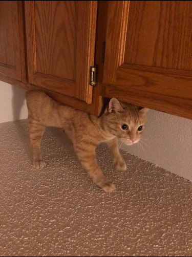 Photo of cat laying on its back on top of cabinet flipped upside to look like cat is supporting cabinet