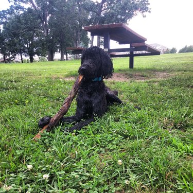 dog chewing on big stick