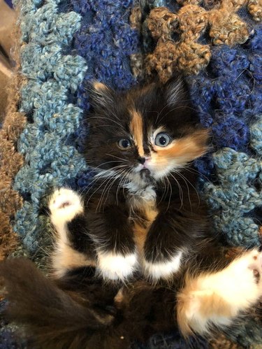 Innocent looking calico kitten laying on her back